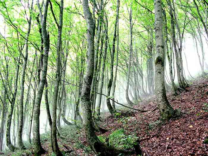تور جنگل ابر |تور تعطیلات عید فطر| تور جنگل ابر |تور تعطیلات عید فطر|