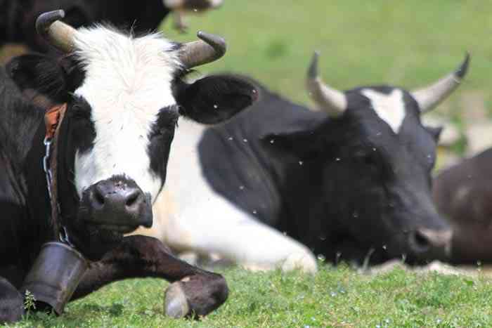 تور یک روزه جنگل الیمستان |نوروز 94| تور یک روزه جنگل الیمستان |نوروز 94|