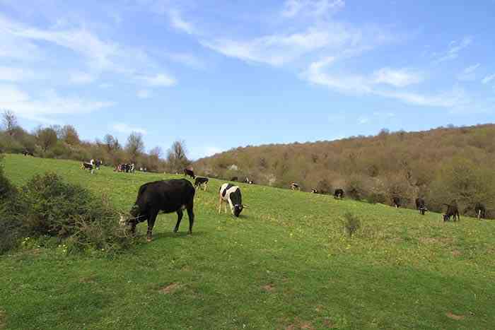 جنگل الیمستان تور یک روزه |جشنواره| جنگل الیمستان تور یک روزه |جشنواره|