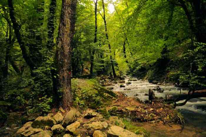 تور رودخانهنوردی در جنگلهای دیورش |تور نوروز 95| تور رودخانهنوردی در جنگلهای دیورش |تور نوروز 95|