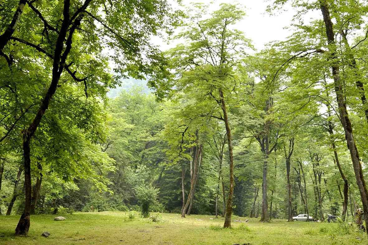 تور یک روزه پلنگ دره |هفته اول تیر| تور یک روزه پلنگ دره |هفته اول تیر|