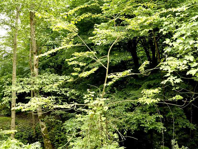 پلنگ دره تور یک روزه پلنگ دره تور یک روزه