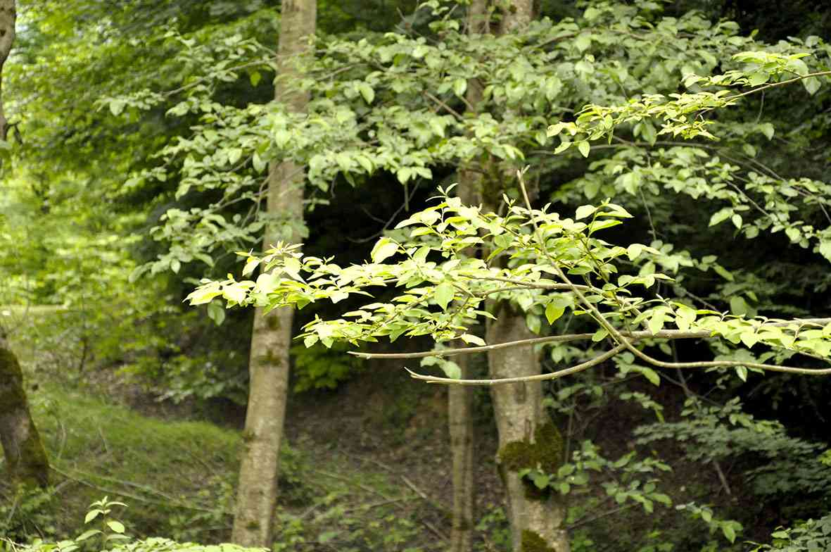 تور یک روزه پلنگ دره |هفته اول تیر| تور یک روزه پلنگ دره |هفته اول تیر|