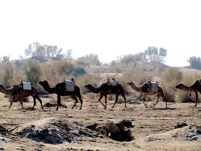 تور کویر مصر |دی ماه 93| تور کویر مصر |دی ماه 93|