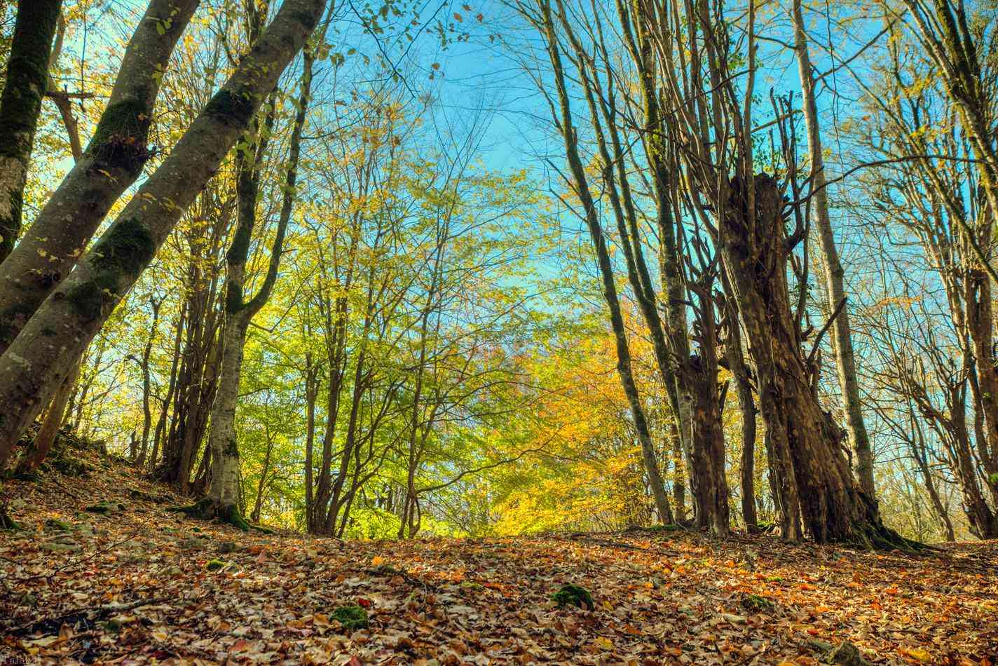 مرداب هسل مرداب هسل