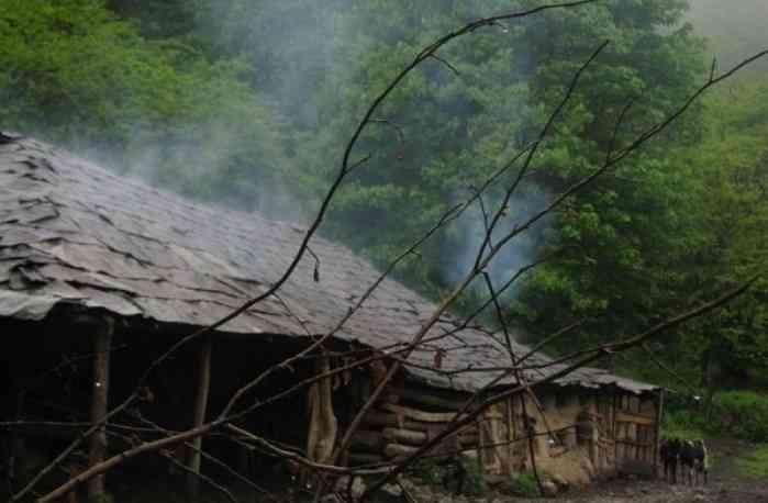 تور یک روزه جنگل هلی دار |هفته دوم تیر| تور یک روزه جنگل هلی دار |هفته دوم تیر|