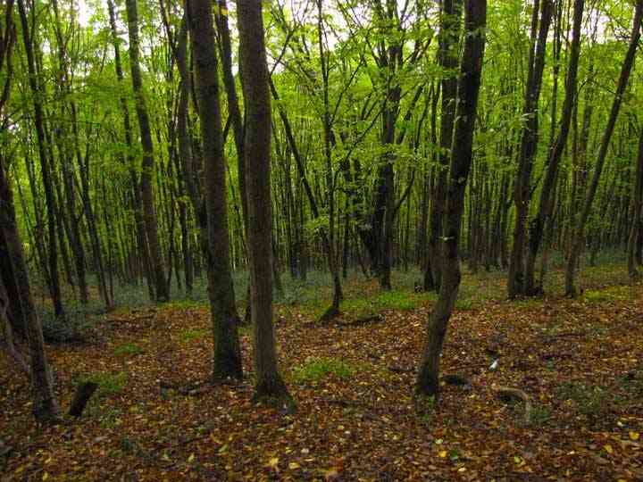 تور جنگل ابر |تور نوروز 95| اجرای اول تور جنگل ابر |تور نوروز 95| اجرای اول