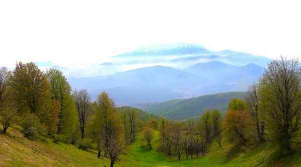 جنگل نقله بر رودبار |تور یک روزه| جنگل نقله بر رودبار |تور یک روزه|