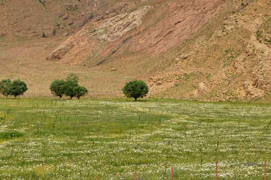 یک سفر ، یک کتاب |دشت هویج| یک سفر ، یک کتاب |دشت هویج|