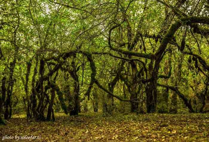 تور یک روزه جنگل الیمستان |هفته سوم فروردین|