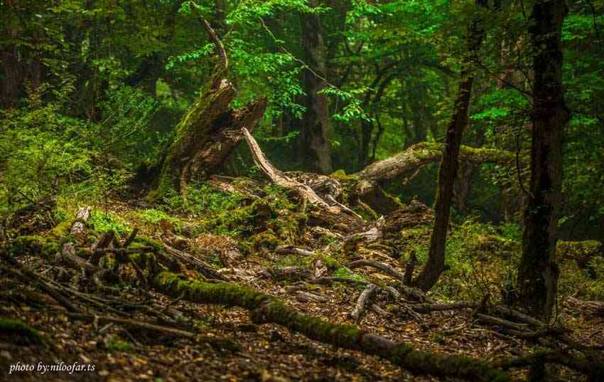 تور یکروزه الیمستان |هفته اول آبان| تور یکروزه الیمستان |هفته اول آبان|