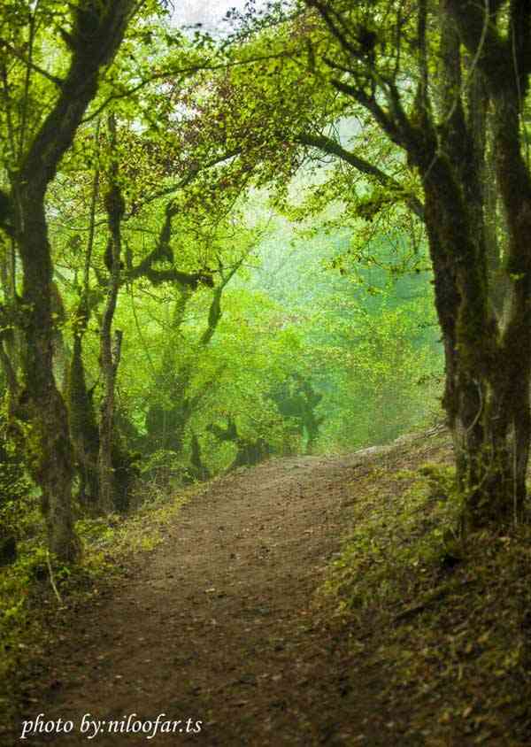 تور یک روزه جنگل الیمستان |هفته سوم فروردین| تور یک روزه جنگل الیمستان |هفته سوم فروردین|