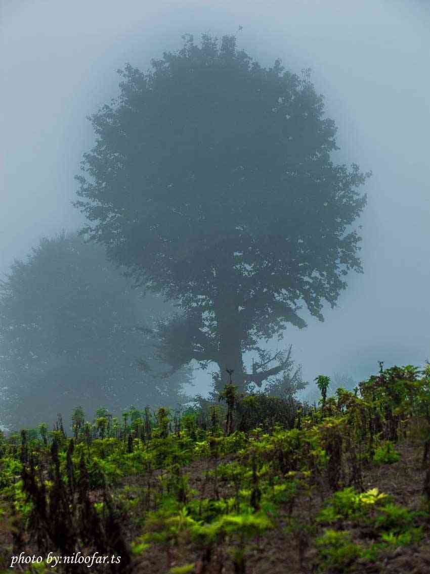 تور یکروزه الیمستان |هفته اول آبان| تور یکروزه الیمستان |هفته اول آبان|