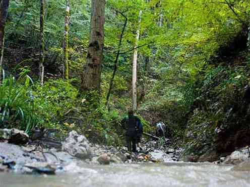 جنگل سرپوش تنگه تور یک روزه جنگل سرپوش تنگه تور یک روزه