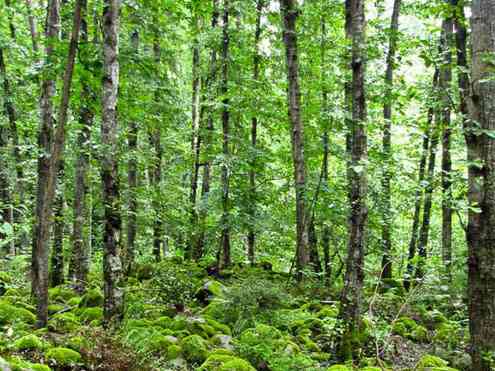 تور یک روزه جنگل سرپوش تنگه |هفته اول اردیبهشت| تور یک روزه جنگل سرپوش تنگه |هفته اول اردیبهشت|