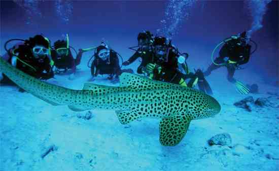 حس خوب شناوری ، آموزش غواصی، دوره دو ستاره حس خوب شناوری ، آموزش غواصی، دوره دو ستاره